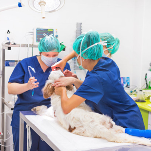 Maestria clinica medica quirurgica pequenos animales